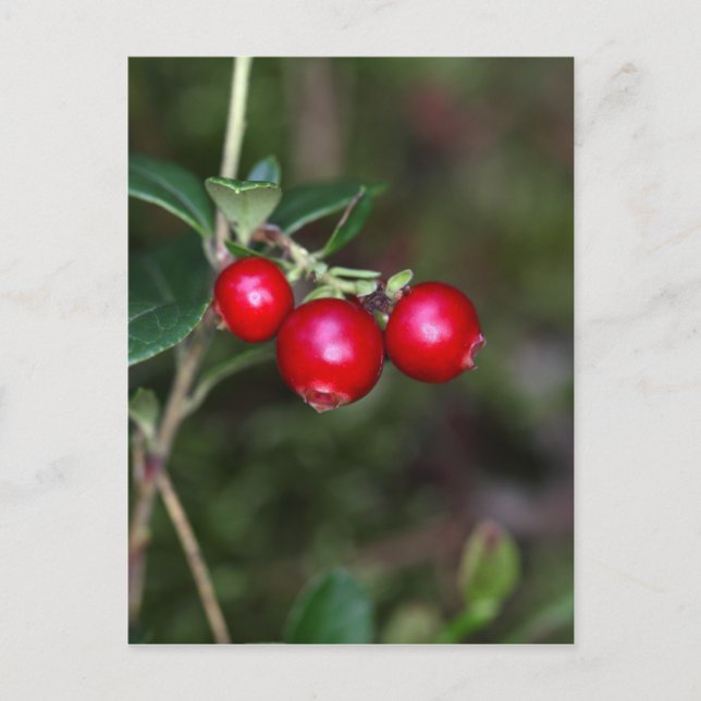 Bär av vild lingonberry (Vaccinium vitis-ide) Vykort (Framsida)