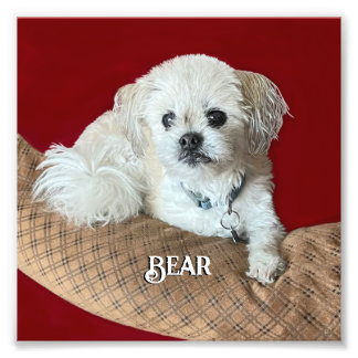 Bär Malshi-relaxeringen Fototryck