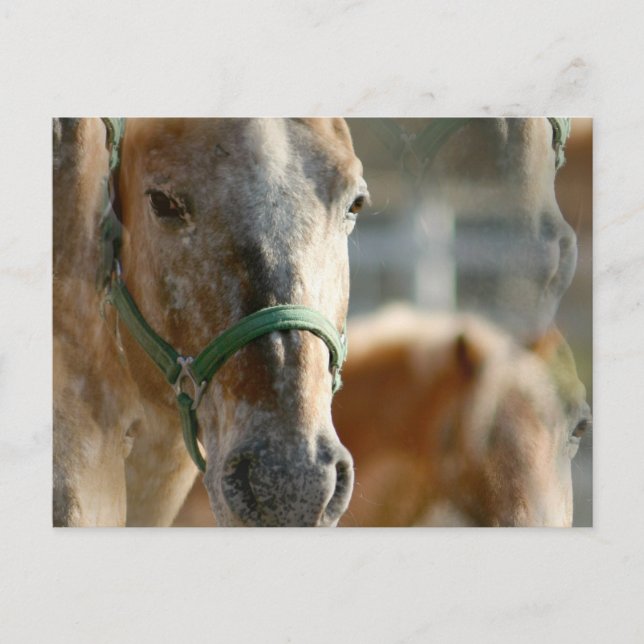 Bara appaloosas vykort (Framsida)