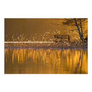 Bara bänk vid sjö i det gyllene ljuset fototryck