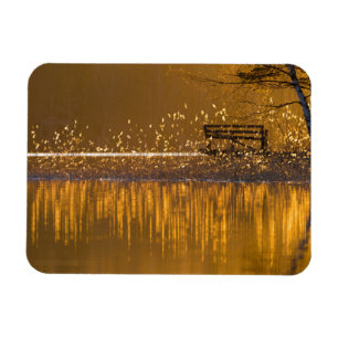 Bara bänk vid sjö i det gyllene ljuset magnet