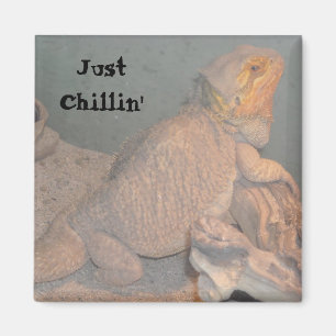 Bara chillar - Skäggagamen Magnet