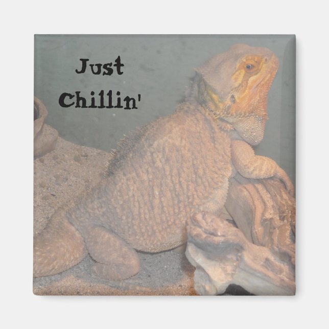 Bara Chillin' - Bearded Dragon Magnet (Framsidan)