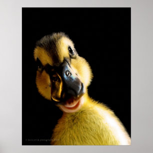 Bara Ducky Poster