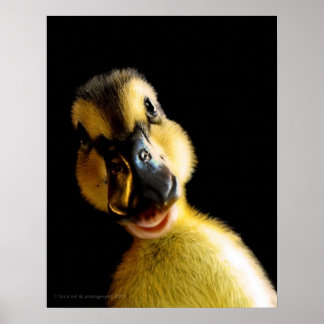 Bara Ducky Poster