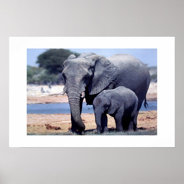 BARA ELEPHANTS POSTER (Framsidan)