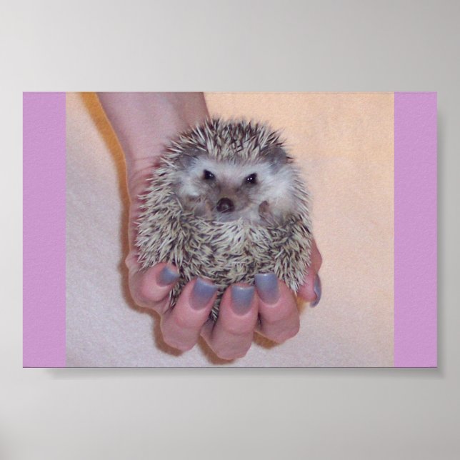 Bara en handfull Hedgehog Poster (Framsidan)