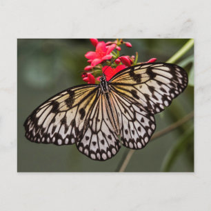 Bara en Papper Kite Butterfly Vykort