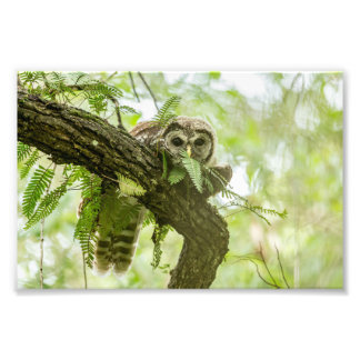 Bara en peek fototryck