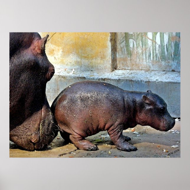 Bara ett litet nugslam Hippopotamus Porträtt Poster (Framsidan)