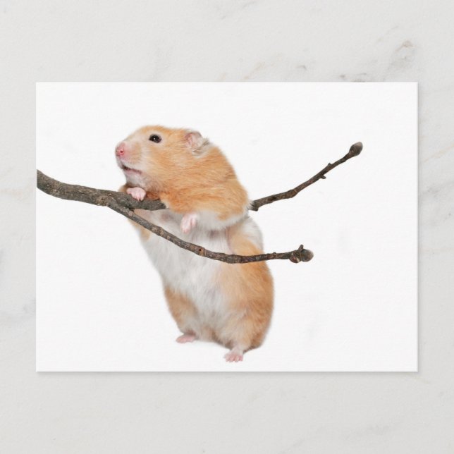 bara hängande runt vykort (Framsida)