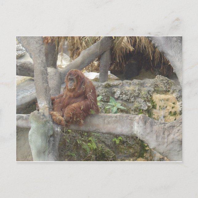 Bara hangin ut vykort (Framsida)