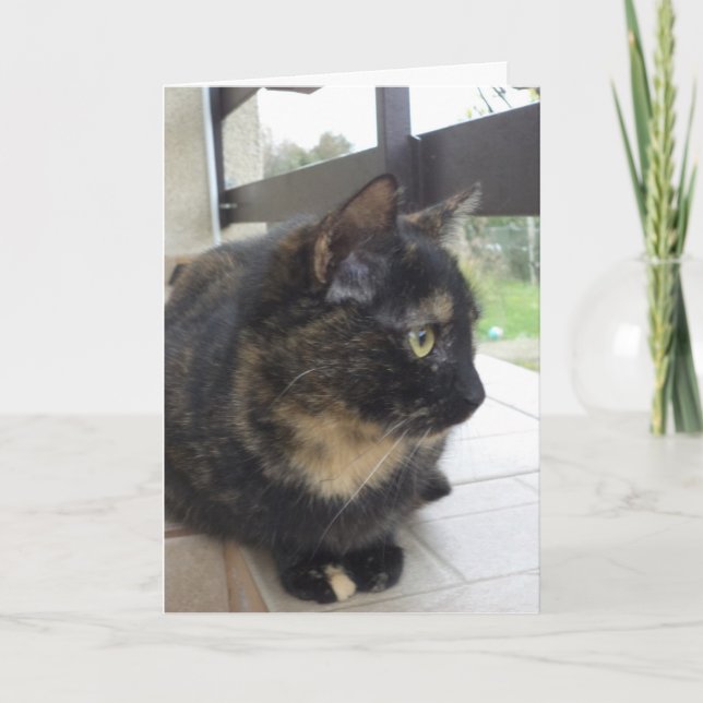 Bara katter och kattungar - tomt kort (Framsida)