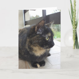 Bara katter och kattungar - tomt kort