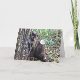 Bara katter och kattungar - tomt kort