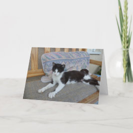 Bara katter och kattungar - tomt kort