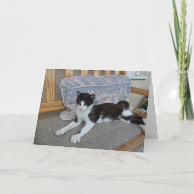 Bara katter och kattungar - tomt kort (Framsida)