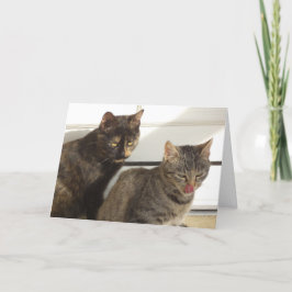 Bara katter och kattungar - tomt kort