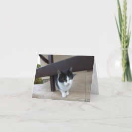 Bara katter och kattungar - tomt kort