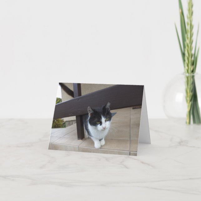 Bara katter och kattungar - tomt kort (Framsida)