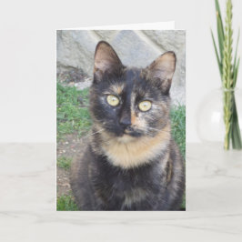 Bara katter och kattungar - tomt kort