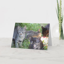 Bara katter och kattungar - tomt kort