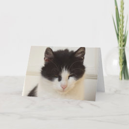 Bara katter och kattungar - tomt kort