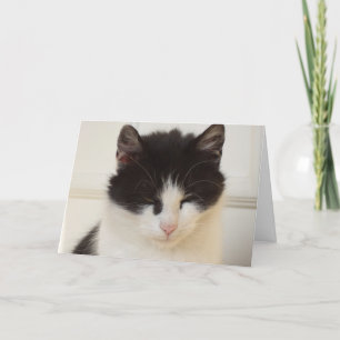Bara katter och kattungar - tomt kort