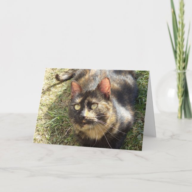 Bara katter och kattungar - tomt kort (Framsida)