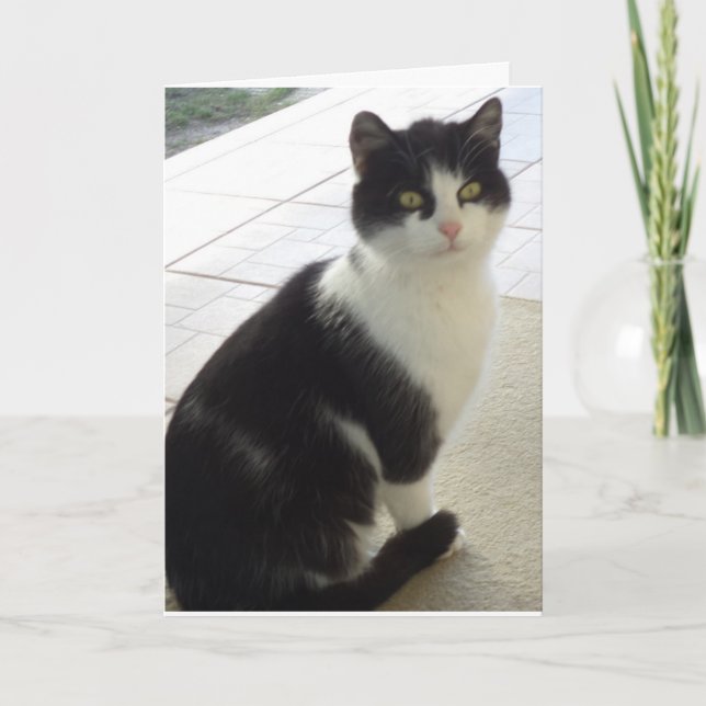 Bara katter och kattungar - tomt kort (Framsida)