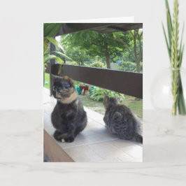 Bara katter och kattungar - tomt kort