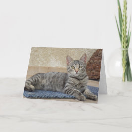 Bara katter och kattungar - tomt kort