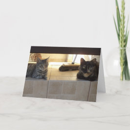 Bara katter och kattungar - tomt kort