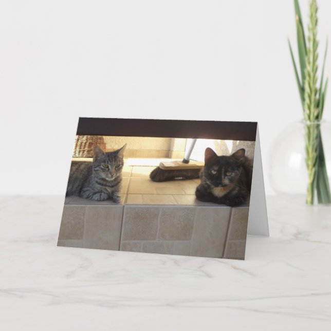 Bara katter och kattungar - tomt kort (Framsida)