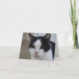 Bara katter och kattungar - tomt kort