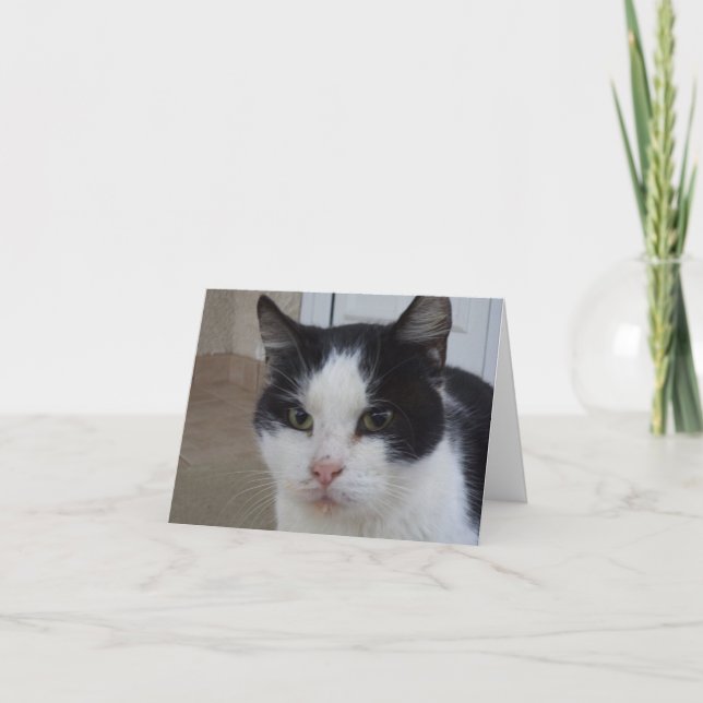 Bara katter och kattungar - tomt kort (Framsida)