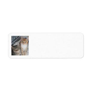 Bara Kittens Returadress Etikett