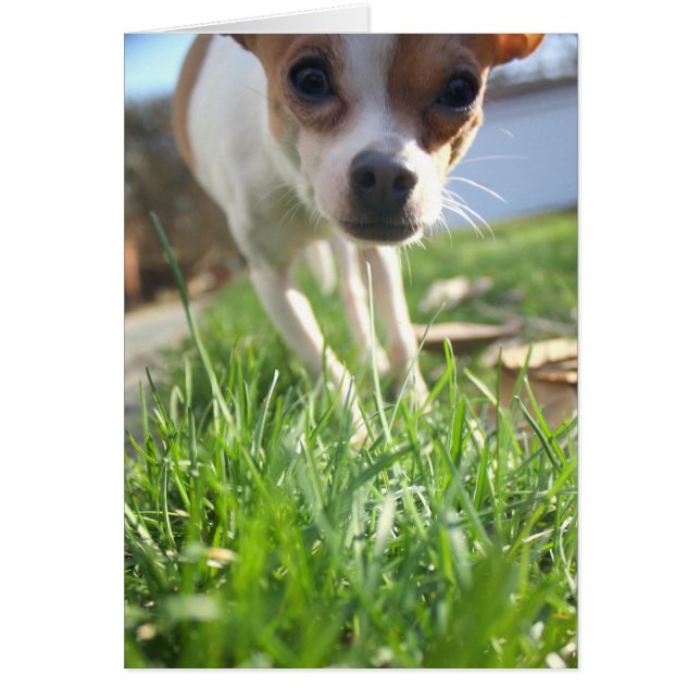 Bara kolla in för att säga hej! OBS kort (Framsidan)