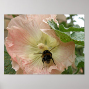 Bara landat! Bin på en rosa Hollyhock-utskrift Poster