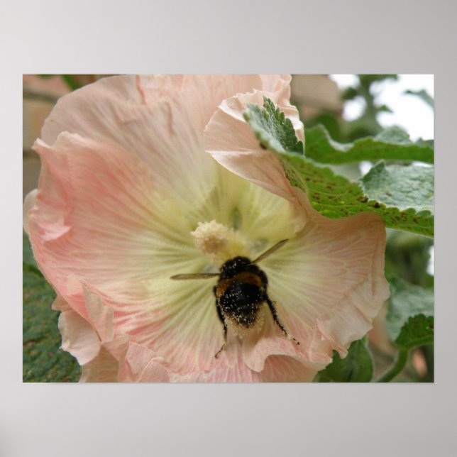 Bara landat! Bin på en rosa Hollyhock-utskrift Poster (Framsidan)