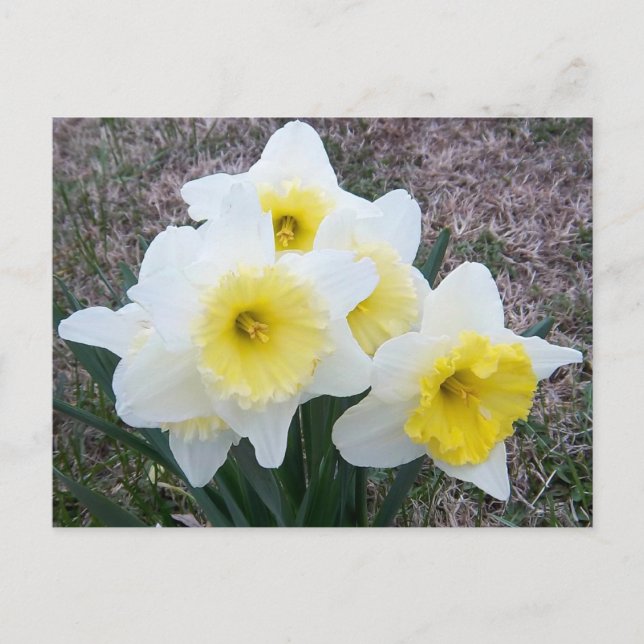 Bara lite Daffodil... Vykort (Framsida)