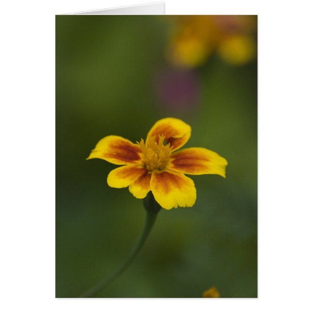 bara mig själv hälsningskort (Framsidan)