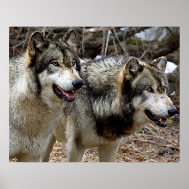 Bara några Varger Poster (Framsidan)