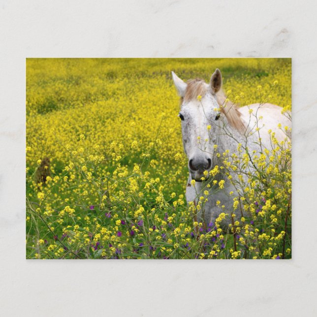 Bara Nyfiken Vykort (Framsida)