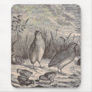 Bara Quail Musmatta