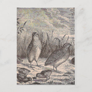Bara Quail Vykort