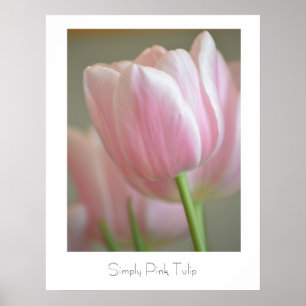 Bara Rosa Tulip Poster