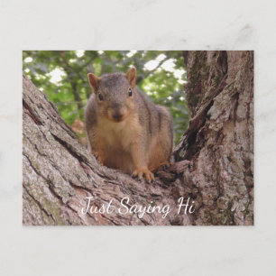 Bara säga hej, Cute Squirrel i Träd Vykort