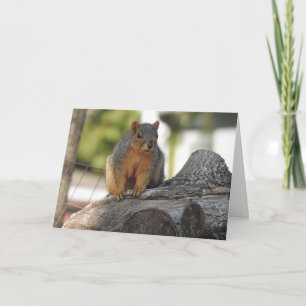 Bara säga hej   Cute Squirrel Photo Kort