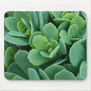 Bara Sedum Musmatta